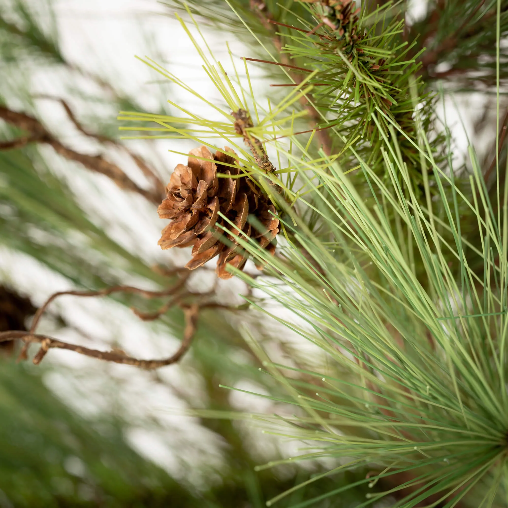 36"H Sullivans Pine Tree With Curling Willow, Green