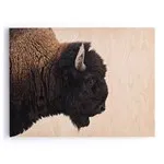 American Bison Art